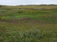 Lysimachia vulgaris 27, Grote wederik, Saxifraga-Hans Boll