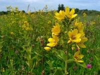 Lysimachia vulgaris 28, Grote wederik, Saxifraga-Ed Stikvoort