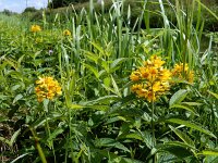 Lysimachia vulgaris 29, Grote wederik, Saxifraga-Ed Stikvoort