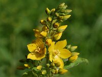 Lysimachia vulgaris 3, Grote wederik, Saxifraga-Willem van Kruijsbergen