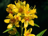Lysimachia vulgaris 30, Grote wederik, Saxifraga-Ed Stikvoort
