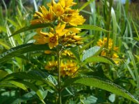 Lysimachia vulgaris 31, Grote wederik, Saxifraga-Ed Stikvoort