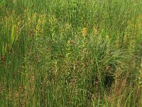 Lysimachia vulgaris 33, Grote wederik, Saxifraga-Hans Boll