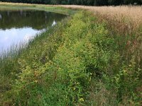 Lysimachia vulgaris 35, Grote wederik, Saxifraga-Hans Boll