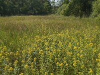 Lysimachia vulgaris 4, Grote wederik, Saxifraga-Jan van der Straaten