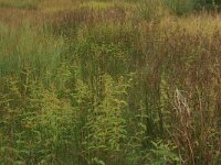 Lysimachia vulgaris 43, Grote wederik, Saxifraga-Hans Boll