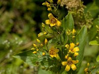 Lysimachia vulgaris 44, Grote wederik, Saxifraga-Jan van der Straaten