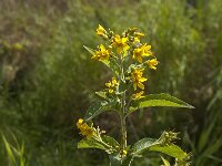 Lysimachia vulgaris 45, Grote wederik, Saxifraga-Jan van der Straaten