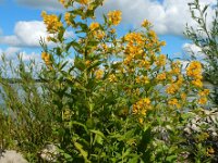 Lysimachia vulgaris 46, Grote wederik, Saxifraga-Ed Stikvoort