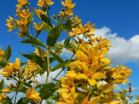 Lysimachia vulgaris 47, Grote wederik, Saxifraga-Ed Stikvoort