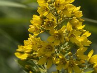 Lysimachia vulgaris 5, Grote wederik, Saxifraga-Jan van der Straaten