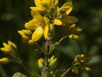 Lysimachia vulgaris 52, Grote wederik, Saxifraga-Jan van der Straaten