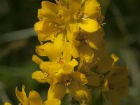 Lysimachia vulgaris 54, Grote wederik, Saxifraga-Jan van der Straaten