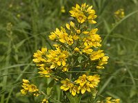 Lysimachia vulgaris 6, Grote wederik, Saxifraga-Jan van der Straaten