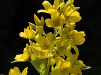Lysimachia vulgaris 7, Grote wederik, Saxifraga-Jan van der Straaten