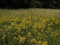 Lysimachia vulgaris 8, Grote wederik, Saxifraga-Jan van der Straaten