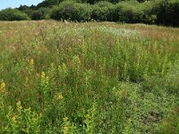 Lysimachia vulgaris 9, Grote wederik, Saxifraga-Hans Boll