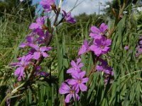 Lythrum junceum 17, Kruipkattenstaart, Saxifraga-Ed Stikvoort : Ferrl - Fene A900