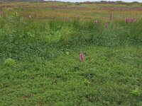 Lythrum portula 10, Waterpostelein, Saxifraga-Hans Boll