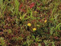 Lythrum portula 12, Waterpostelein, Saxifraga-Hans Boll
