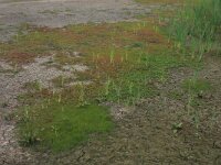 Lythrum portula 13, Waterpostelein, Saxifraga-Hans Boll