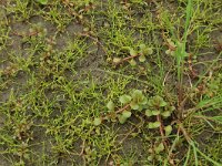 Lythrum portula 17, Waterpostelein, Saxifraga-Hans Boll