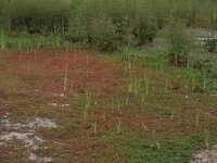 Lythrum portula 18, Waterpostelein, Saxifraga-Hans Boll