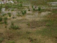 Lythrum portula 20, Waterpostelein, Saxifraga-Hans Boll