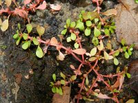 Lythrum portula 21, Waterpostelein, Saxifraga-Rutger Barendse
