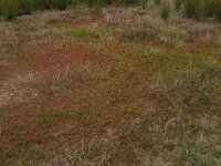 Lythrum portula 22, Waterpostelein, Saxifraga-Hans Boll