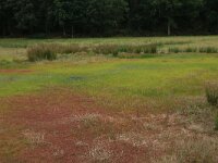 Lythrum portula 23, Waterpostelein, Saxifraga-Hans Boll