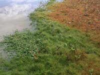 Lythrum portula 26, Waterpostelein, Saxifraga-Hans Boll