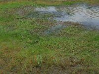 Lythrum portula 27, Waterpostelein, Saxifraga-Hans Boll