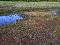 Lythrum portula 29, Waterpostelein, Saxifraga-Hans Boll