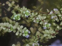 Lythrum portula 3, Waterpostelein, Saxifraga-Rutger Barendse