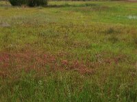 Lythrum portula 31, Waterpostelein, Saxifraga-Hans Boll