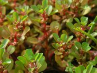 Lythrum portula 32, Waterpostelein, Saxifraga-Ed Stikvoort