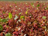 Lythrum portula 33, Waterpostelein, Saxifraga-Ed Stikvoort