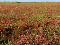 Lythrum portula 35, Waterpostelein, Saxifraga-Ed Stikvoort