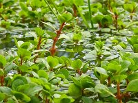 Lythrum portula 36, Waterpostelein, Saxifraga-Hans Grotenhuis