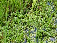 Lythrum portula 37, Waterpostelein, Saxifraga-Hans Grotenhuis