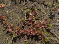 Lythrum portula 5, Waterpostelein, Saxifraga-Jan van der Straaten
