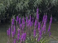 Lythrum salicaria 51, Grote kattenstaart, Saxifraga-Roel Meijer : purple, loosestrife, Lythrum salicaria, beauty in nature, summertime, flowers, spiked, purple lythrum
