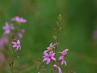 Lythrum virgatum 2, Saxifraga-Dirk Hilbers