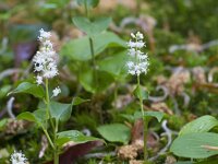 Maianthemum bifolium 51, Dalkruid, Saxifraga-Jan Nijendijk
