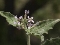 Malcolmia africana 2, Saxifraga-Jan van der Straaten