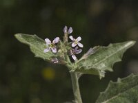 Malcolmia africana 3, Saxifraga-Jan van der Straaten