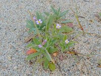 Malcolmia ramosissima 2, Saxifraga-Peter Meininger