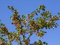Red apples of Japanese flowering crabapple (Malus floribunda) on blue sky  Red apples of Japanese flowering crabapple (Malus floribunda) on blue sky : apple, apples, crabapple, crabapples, many, harvest, red, fruit, fruits, Japanese flowering crabapple, Malus floribunda, blue sky, flora, floral, plant, horticulture, horticultural, nature, natural, vascular, malus, outside, outdoors, outdoor, no people, nobody, fall, autumn, autumnal, leaf, leaves, green, branch, branches, twig, twigs