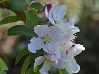 Malus sylvestris 11, Wilde appel, Saxifraga-Ab H Baas